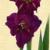 gladioluscfloprofessorplumnagc