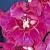 gladioluscfloroyalistnagc