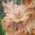 gladioluscfloslastenanagc