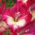 gladioluscflosmartypantsnagc