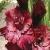gladioluscflowillywonkanagc