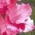 gladiolusfflonostalgienagc