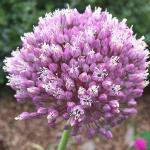 alliumpfloampeloprasumrvroger