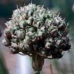 alliumpfloamphibolumrvroger