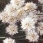 alliumpfloschoenoprasumalbiflorumrvroger