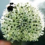 alliumpflo1stipitatummounteverestgeetee