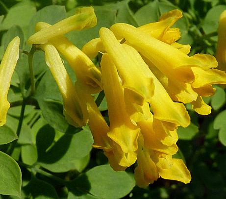 corydalispflos91luteawikimediacommons
