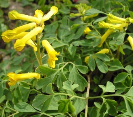 corydalispflos92luteawikimediacommons