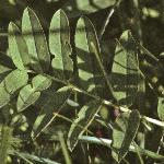 hedysarumfolhedysaroides1