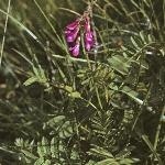 hedysarumforhedysaroides1