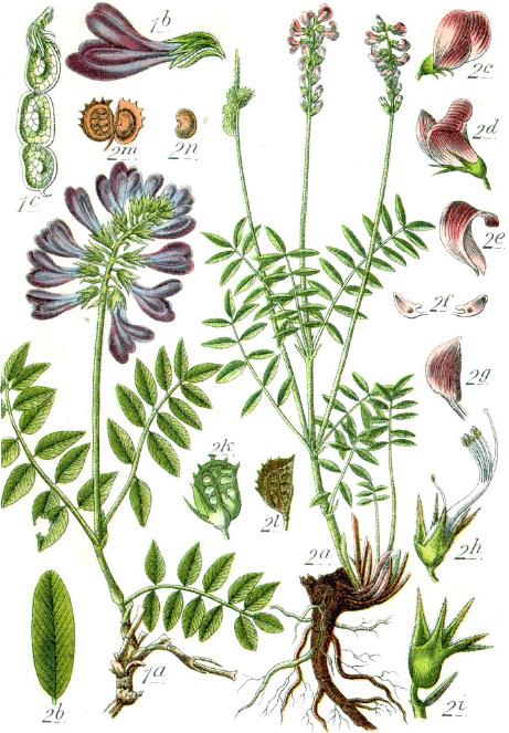 hedysarumpfig91hedysaroideswikimediacommons
