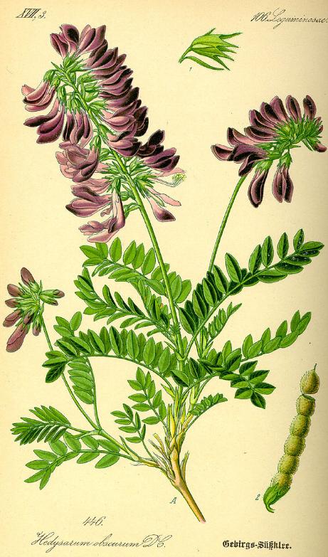 hedysarumpfig92hedysaroideswikimediacommons