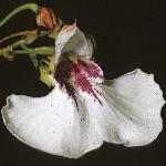 impatiensflotinctoria1