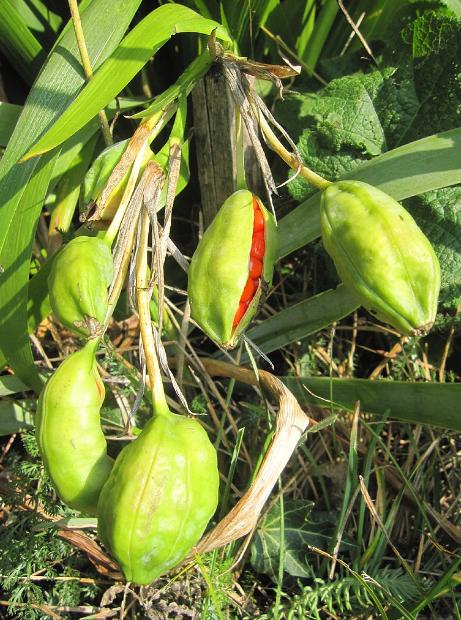 irispfrus91foetidissimawikimediacommons