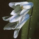scillaflo1siberica