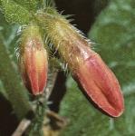 symphytumflobudibericum