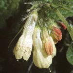 symphytumfloibericum