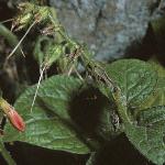 symphytumfolibericum
