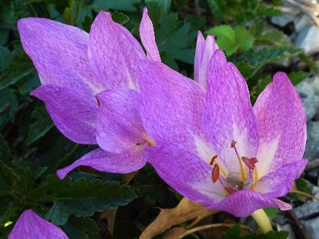 acolchicumpfor9disraeliwikimediacommons