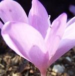 colchicumpflolilacwonderrvroger