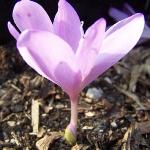 colchicumpfloslilacwonderrvroger