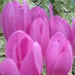 colchicumpflos1lilacwonderkevock