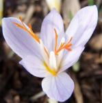crocuspflocancellatuspamphylicusrvroger