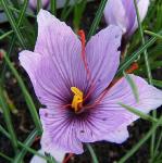 crocuspflosativusrvroger