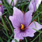 crocuspflossativusrvroger