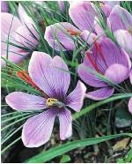 crocuspforsativusgeetee