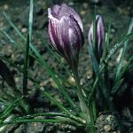 crocuspfor1laevigatusfontenayirvroger
