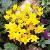 crocuscforancyrensisgoldenbunchgeetee