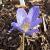 crocuscforasturicusatripurpureusrvroger