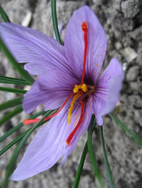 dcrocuspflo94sativuswikimediacommons