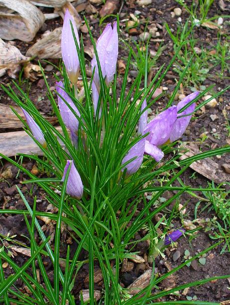 dcrocuspflobud92sativuswikimediacommons