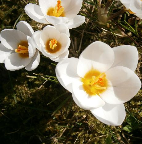 dcrocuspflos92chrysanthussnowbuntingwikimediacommons