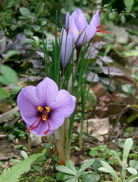 dcrocuspfor93sativuswikimediacommons