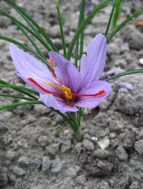 dcrocuspfor95sativuswikimediacommons