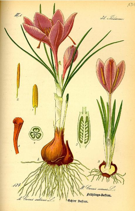 dcrocuspillustration91sativuswikimediacommons