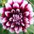 dahliacfloedinburghrvroger