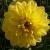 dahliacflogoldenemblemrvroger