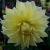 dahliacflokelvinfloodlightrvroger