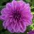 dahliacflolilactimervroger