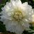 dahliacflosnowcountryrvroger