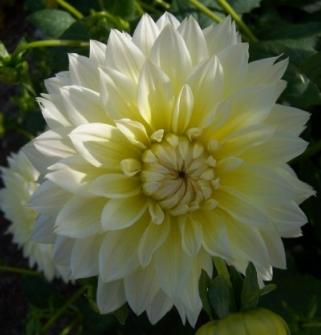 dahliapflocanaryfubukirvroger