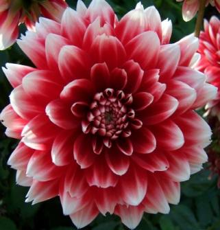 dahliapfloredwhitefubukirvroger