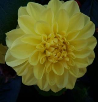 dahliapflosisarvroger