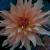 dahliapfloautumnfairyrvroger