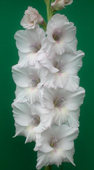 gladiolusffloflorencenightingalencoe