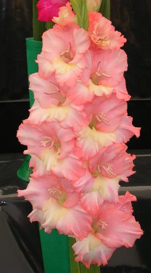 gladiolusfflopinklightncoe